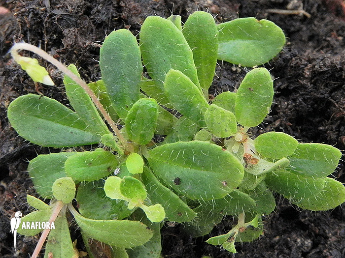 Macrocentrum droseroides