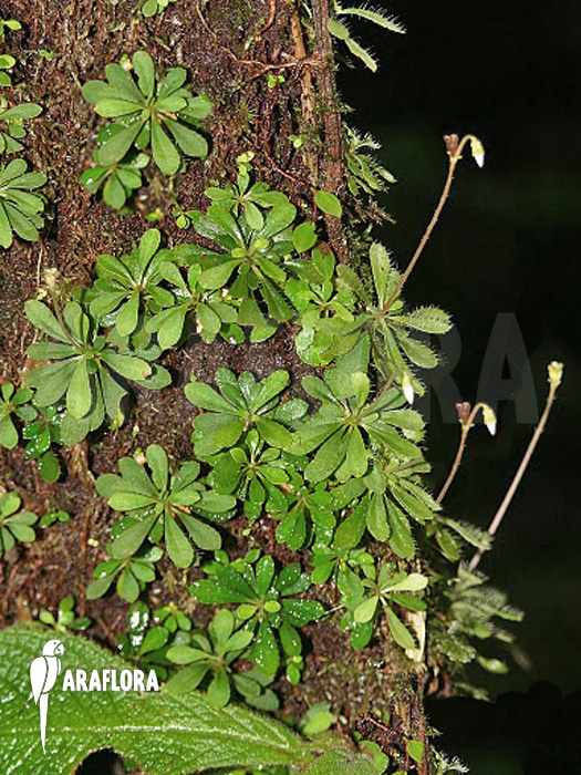 Macrocentrum droseroides