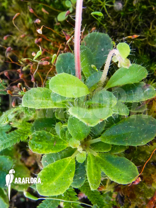 Macrocentrum droseroides