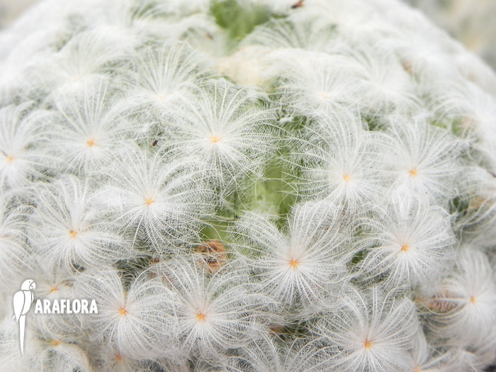 Mammillaria plumosa