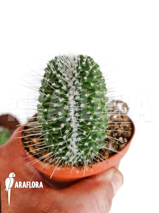 Mammillaria spinosissima &lsquo;un pico cristata&rsquo;