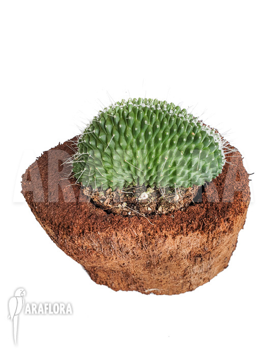 Mammillaria spinosissima &lsquo;un pico cristata&rsquo;