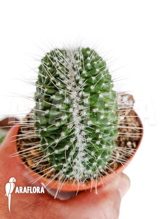 Mammillaria spinosissima &lsquo;un pico cristata&rsquo;