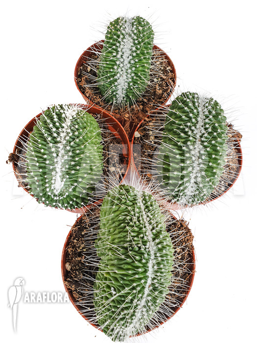 Mammillaria spinosissima &lsquo;un pico cristata&rsquo;