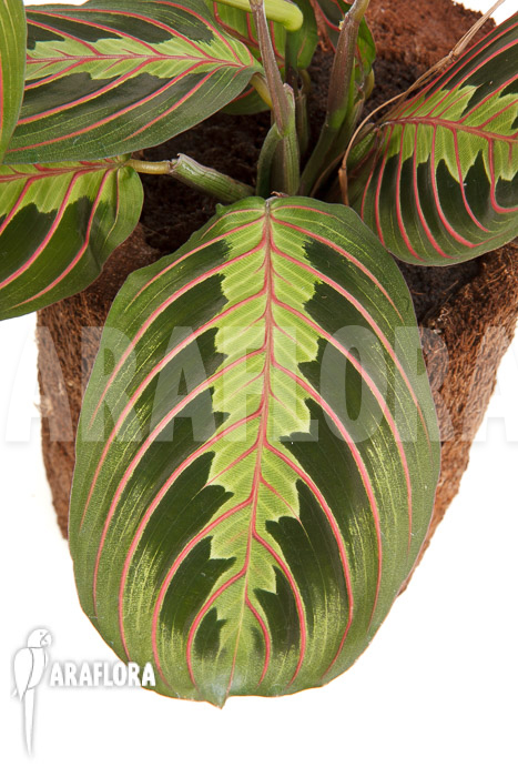 Maranta leuconeura var &lsquo;Fascinator&rsquo;