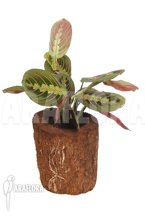 Maranta leuconeura var &lsquo;Fascinator&rsquo;