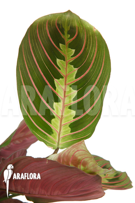 Maranta leuconeura var &lsquo;Fascinator&rsquo;