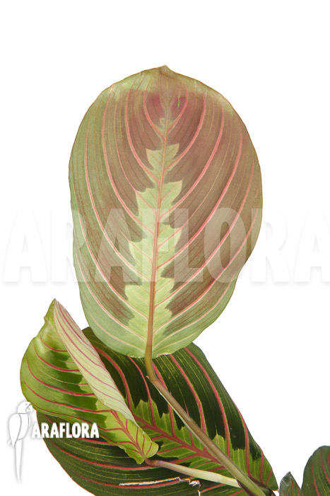 Maranta leuconeura var &lsquo;Fascinator&rsquo;