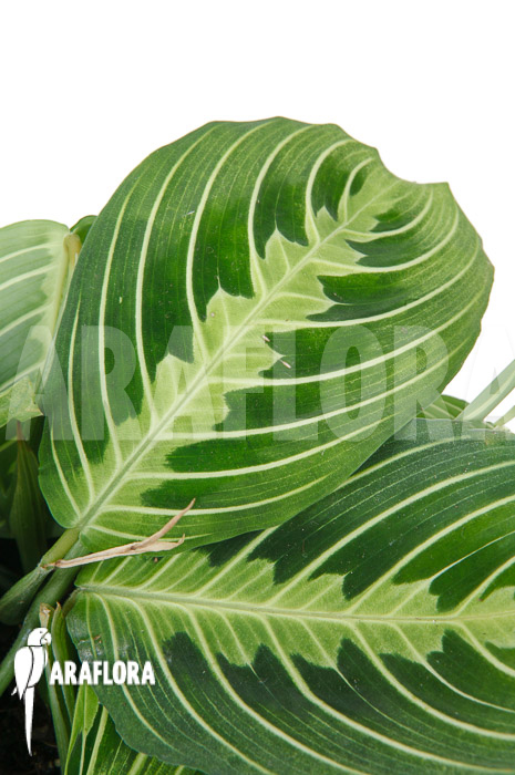 Marantha &lsquo;Lemon lime&rsquo;