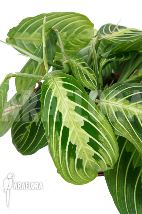 Marantha &lsquo;Lemon lime&rsquo;