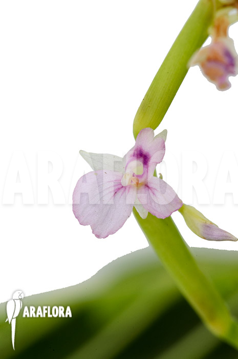 Marantha &lsquo;Lemon lime&rsquo;