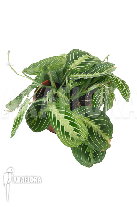 Marantha &lsquo;Lemon lime&rsquo;