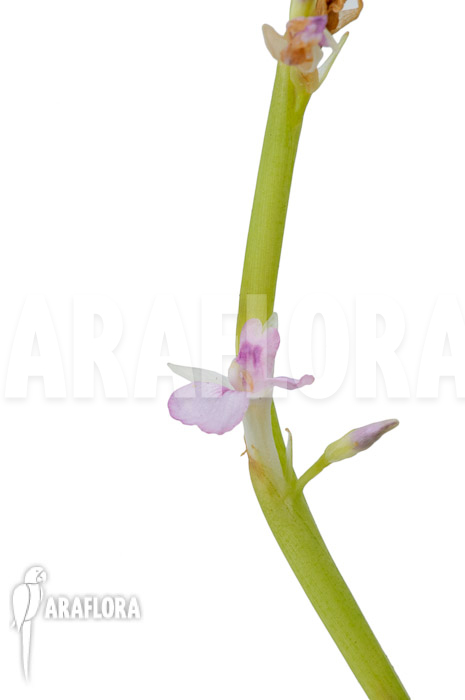 Marantha &lsquo;Lemon lime&rsquo;