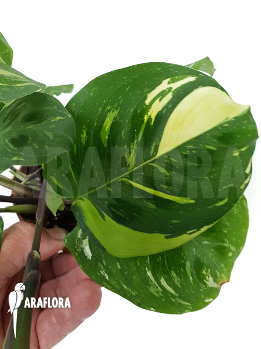 Marantha leuconeura kerchoveana variegata