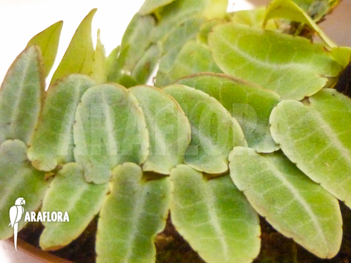 Marcgravia rectifolia white