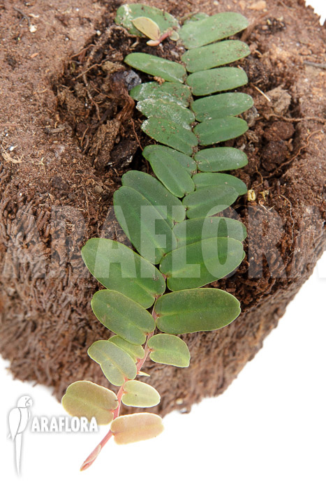 Marcgravia sintenisii &lsquo;Starter&rsquo;