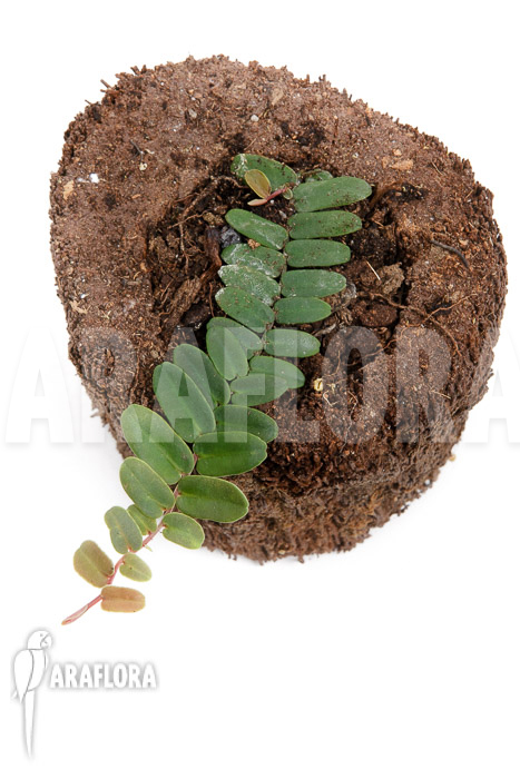 Marcgravia sintenisii &lsquo;Starter&rsquo;