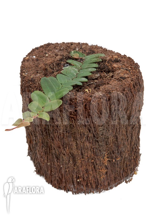 Marcgravia sintenisii &lsquo;Starter&rsquo;