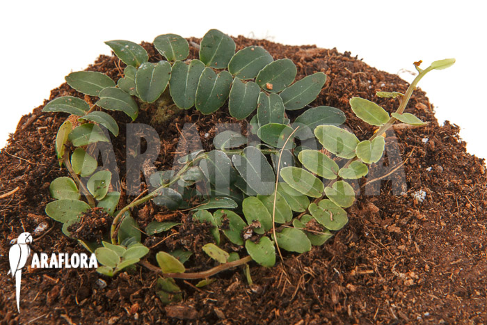 Marcgravia species &lsquo;New Small&rsquo;