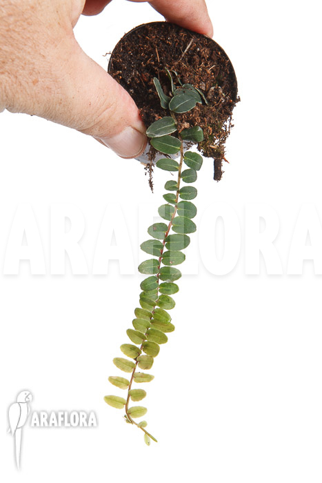 Marcgravia species &lsquo;New Small&rsquo;