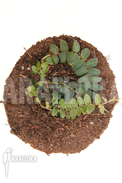 Marcgravia species &lsquo;New Small&rsquo;