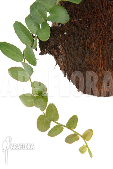 Marcgravia umbellata