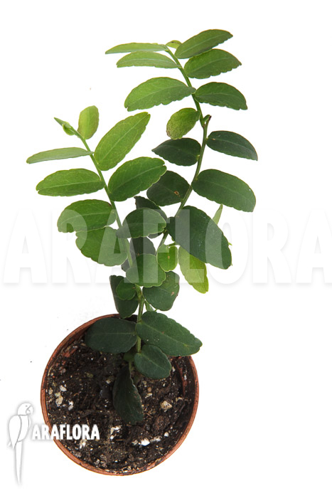 Marcgravia umbellata &lsquo;Starter&rsquo;