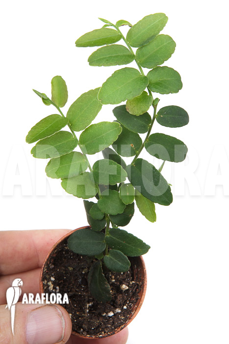 Marcgravia umbellata &lsquo;Starter&rsquo;