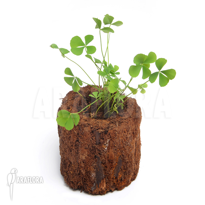 Marsilea angustifolia