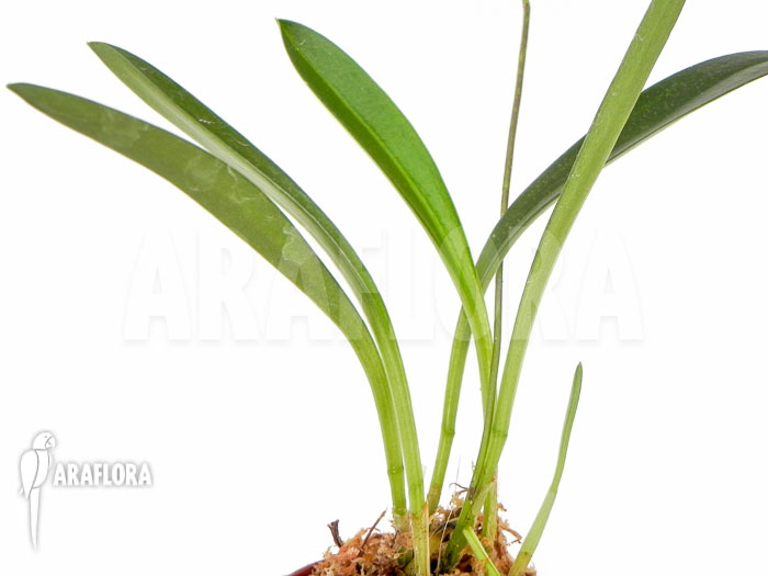 Masdevallia barlaeana
