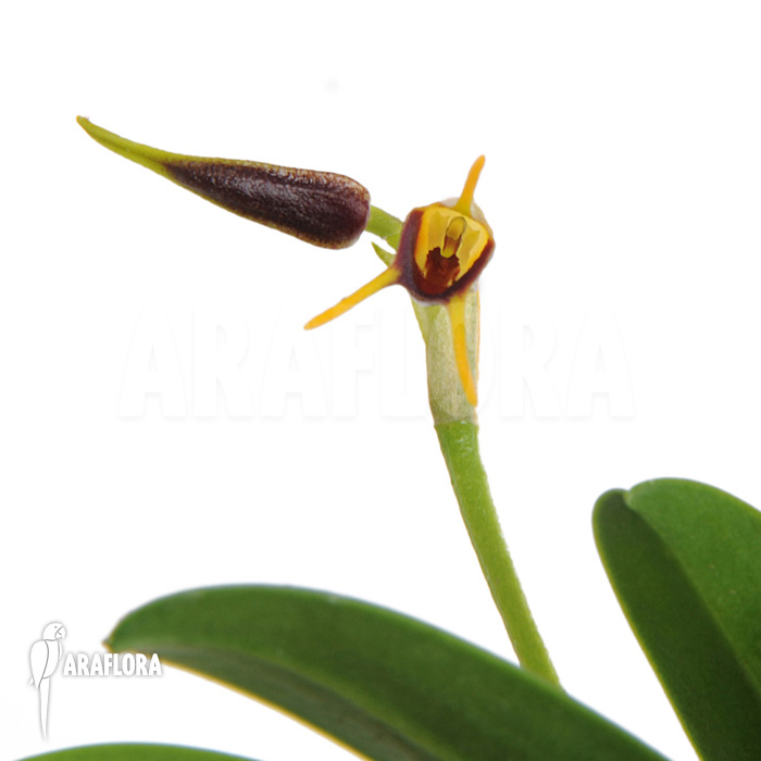 Masdevallia bicolor