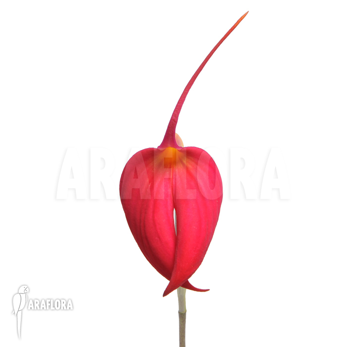 Masdevallia coccinea