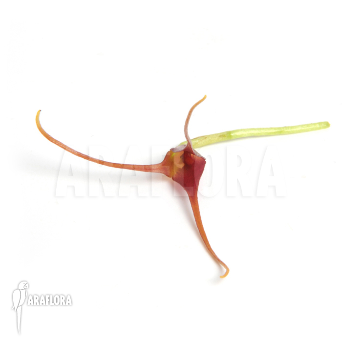 Masdevallia herradurae