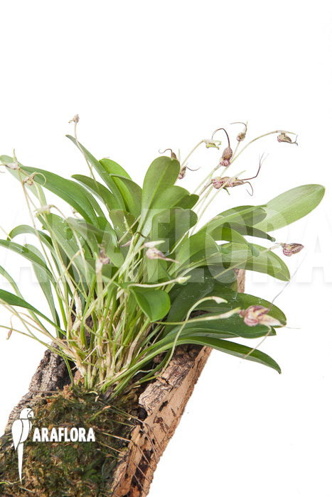 Masdevallia hybrid &lsquo;mounted&rsquo;