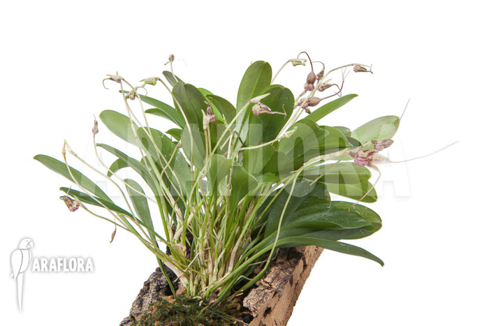 Masdevallia hybrid &lsquo;mounted&rsquo;