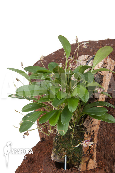 Masdevallia hybrid &lsquo;mounted&rsquo;