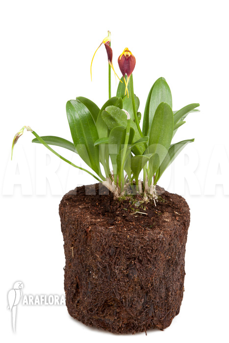Masdevallia impostor
