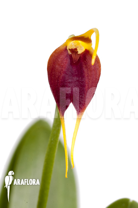 Masdevallia impostor