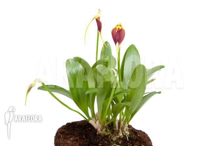 Masdevallia impostor