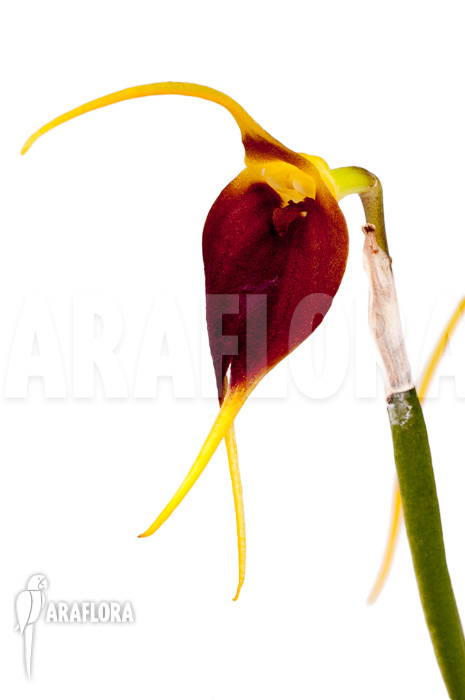 Masdevallia impostor