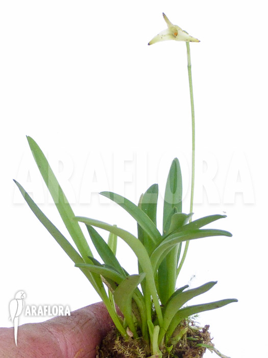 Masdevallia minuta