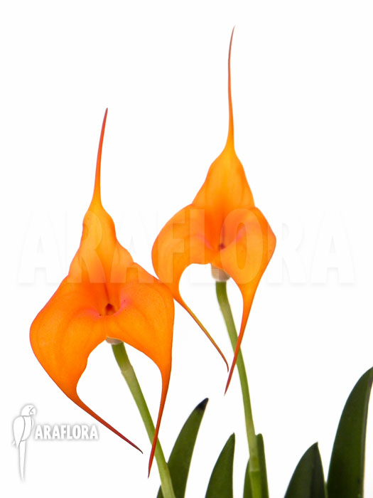 Masdevallia new super orange