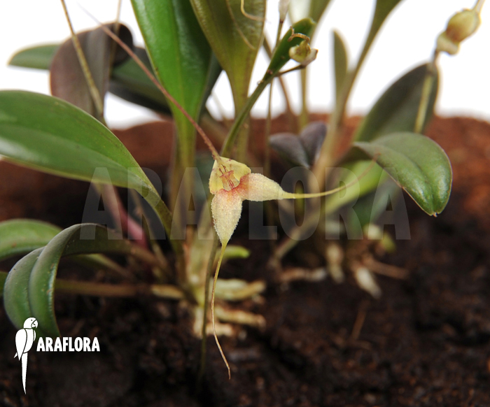 Masdevallia nidifica