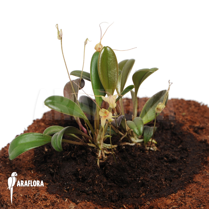 Masdevallia nidifica