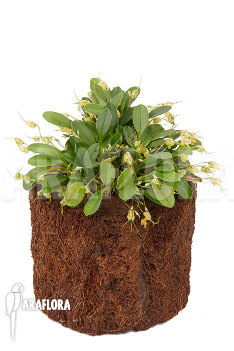 Masdevallia nidifica &lsquo;Yellow&rsquo;