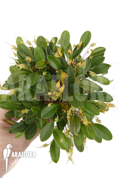 Masdevallia nidifica &lsquo;Yellow&rsquo;