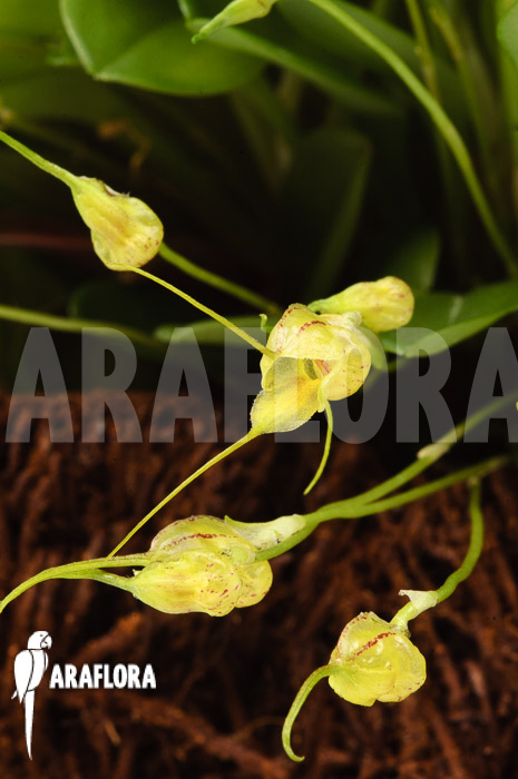 Masdevallia nidifica &lsquo;Yellow&rsquo;