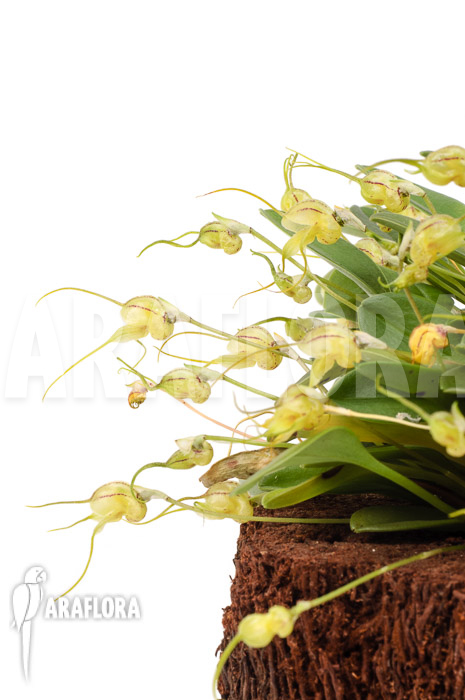 Masdevallia nidifica &lsquo;Yellow&rsquo;