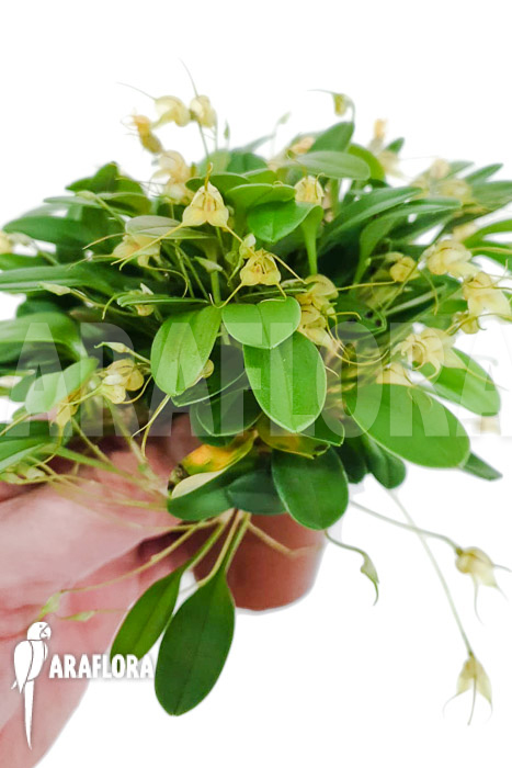 Masdevallia nidifica &lsquo;Yellow&rsquo;
