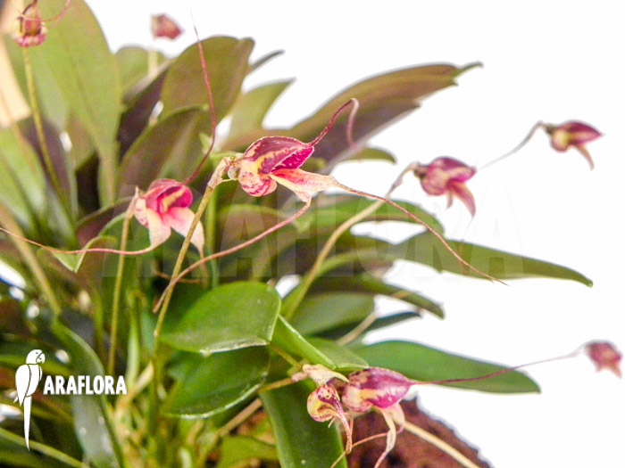 Masdevallia nifidica &lsquo;dark&rsquo;